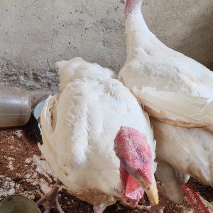 LIve Foreign Turkey